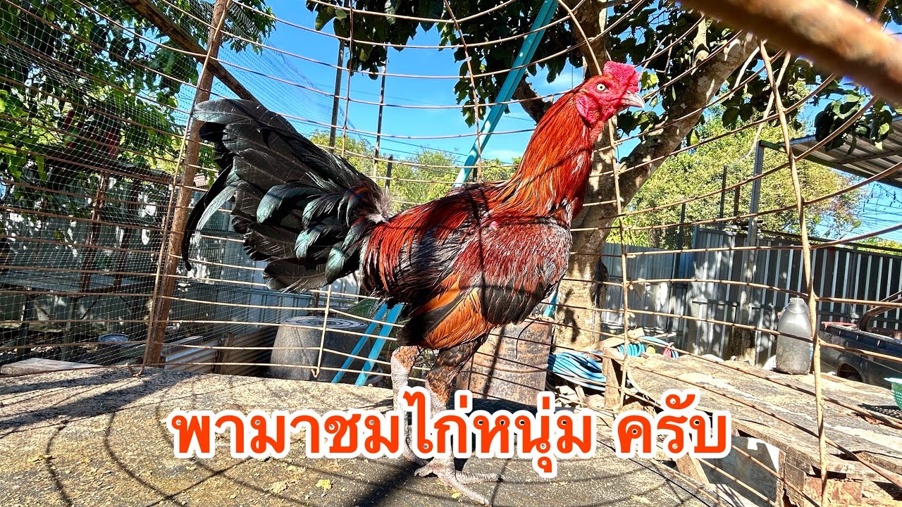 พามาชมไก่หนุ่มขึ้นมาใหม่ครับ