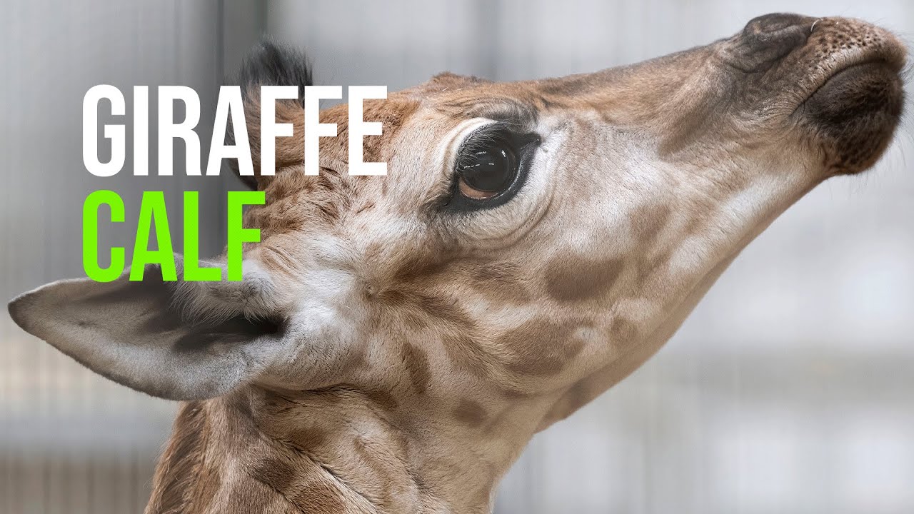 Endangered Giraffe Calf Born On Camera at Safari Park