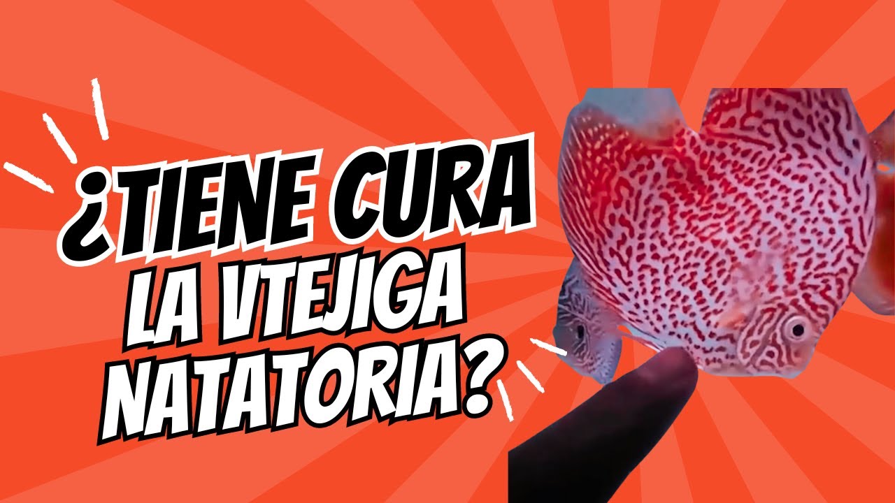 ¿Tiene CURA la vejiga Natatoria? 