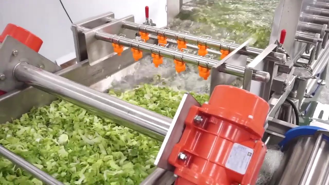Automatic Salad Processing Line: Cutting, Washing & Drying | Fresh Cut Vegetables #foodprocessing