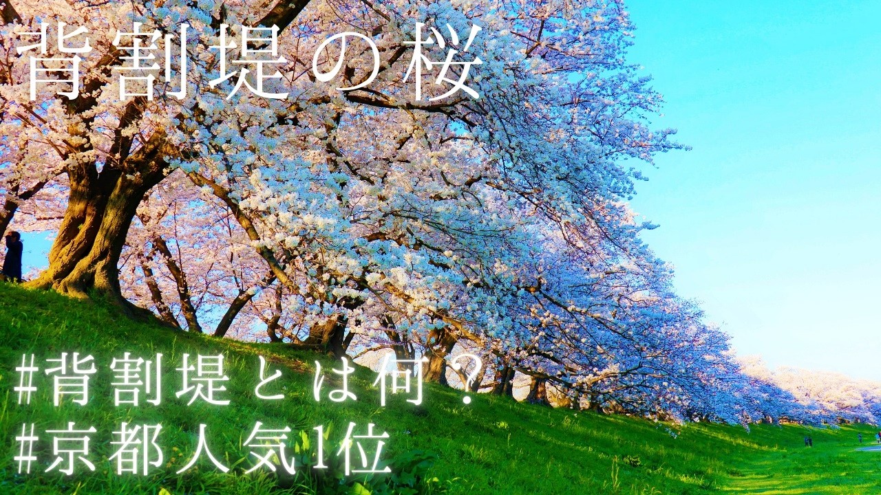 【京都1位の桜の名所】背割堤でお花見～春の京都観光旅行おすすめ～