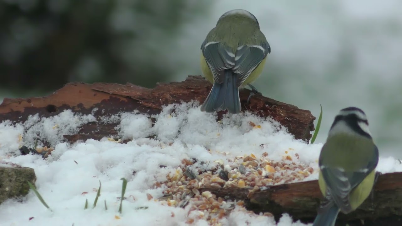 Mésanges bleues et charbonnières...et rougegorge familier (France, dépt Vienne, 01/26)