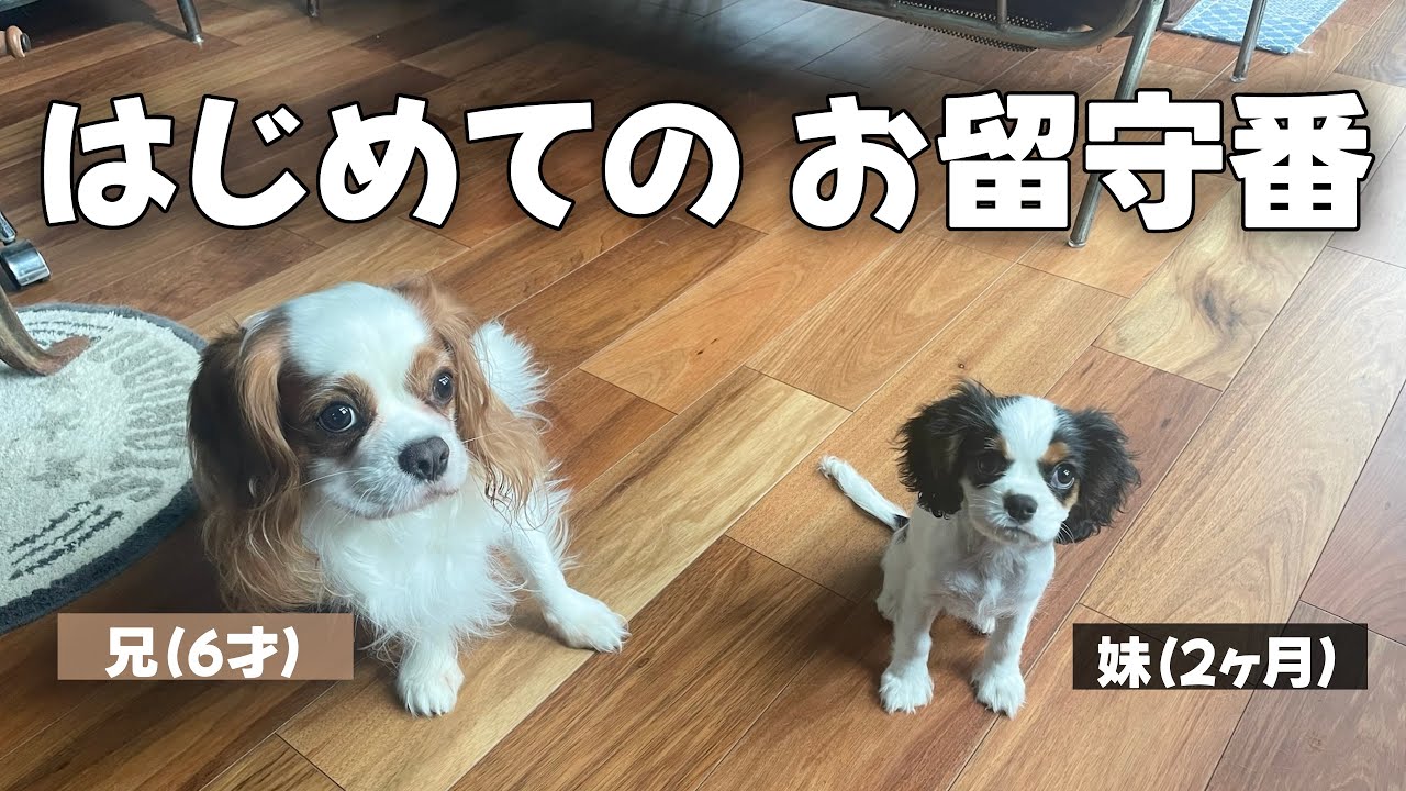 子犬お迎え後はじめてのお留守番をモニタリングしてみたら予想外なことになりました【キャバリアキングチャールズスパニエル】