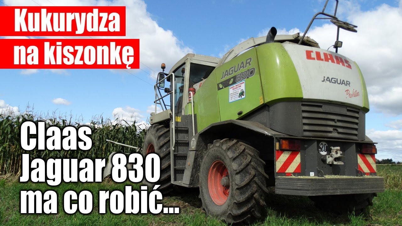 Kukurydza na kiszonkę 2020 - Claas Jaguar 830 ma co robić w tym roku