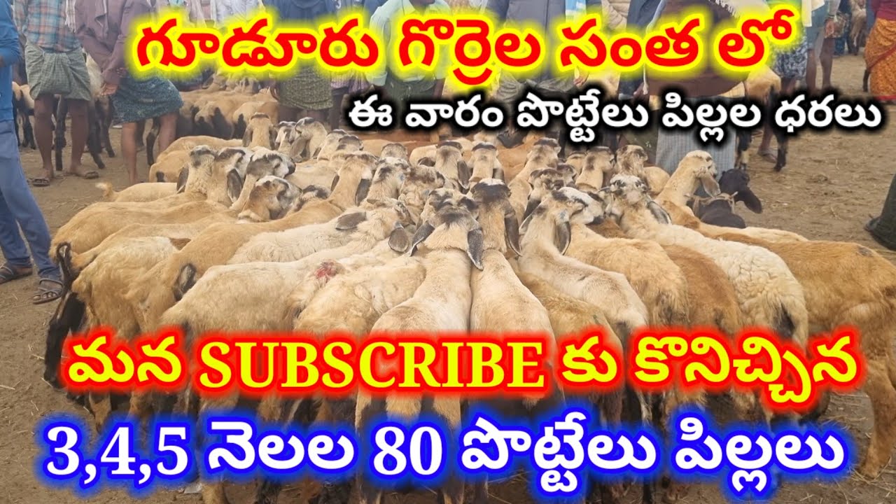 గూడూరు గొర్రెల మేకల సంత 26 12 25 Gudur sheep market Today #market #sheep