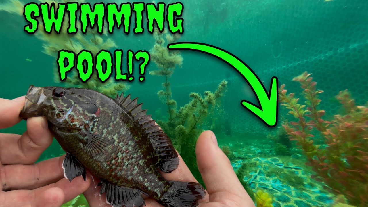 I Turned My Pool into a Wild Fish Pond – The Results Are CRAZY! 