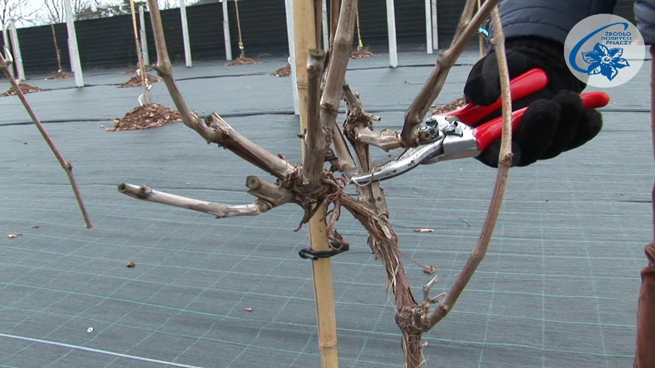 Vitis - cięcie formujące winorośli owocowej - forma prowadzenia 