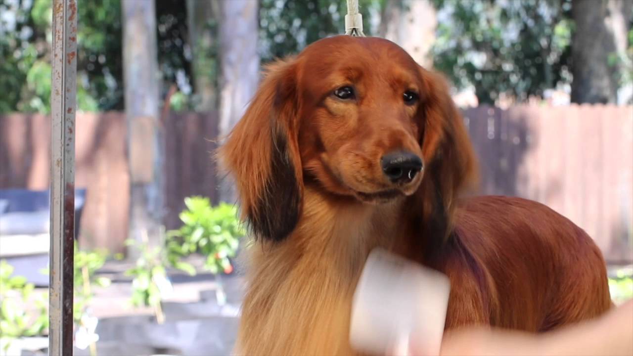 Grooming A Longhair Dachshund (Pramada Grooming Series #1)
