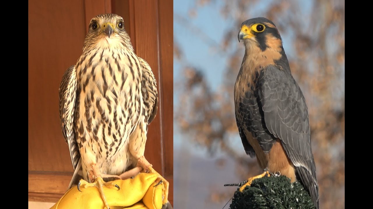 Falconry: Aplomados vs Merlins- a comparison