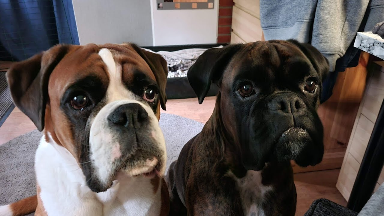 Home Surveillance Camera Captures Boxer Dog Wrecking The Room Looking For Treats! 😁😁😁