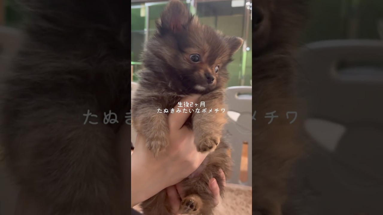 【ポメチワ】お迎えしたときはたぬきみたいに可愛かったけど&hellip;今は&hellip; #ポメチワ #子犬 #犬のいる暮らし #かわいい