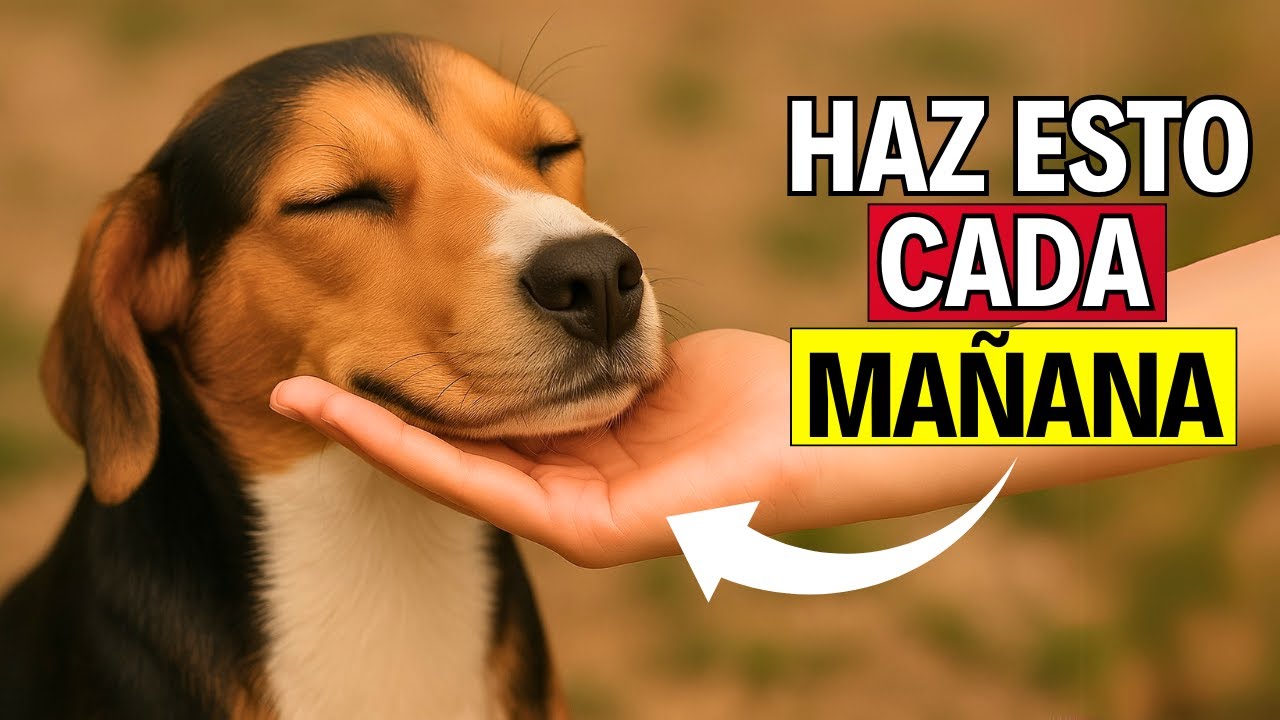 Hazlo cada Mañana y Mejora la vida de Tu Perro (Solo te tomará 10 Minutos)