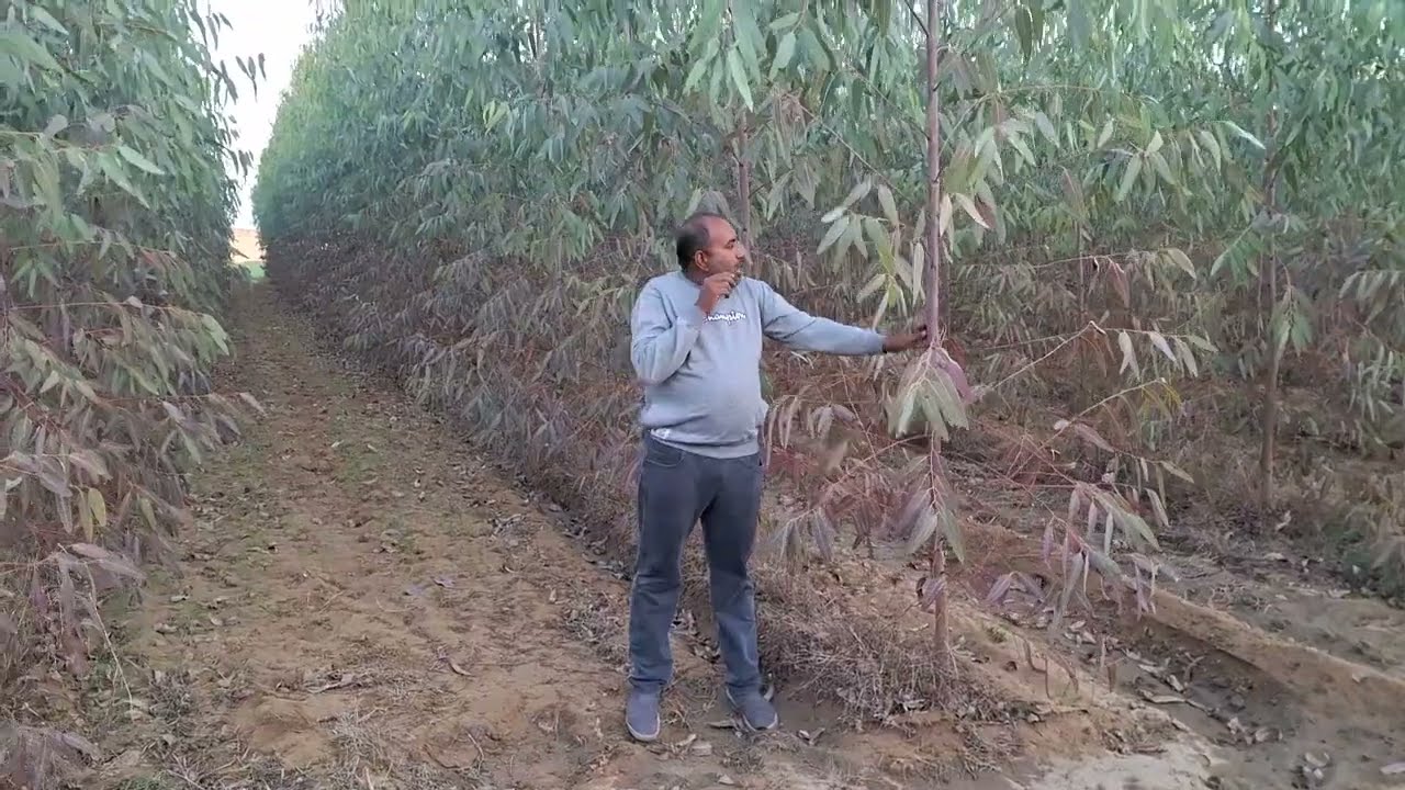 हवलदार साहब के P 23 सफेदा की जल्दी ग्रोथ का क्या है राज।P23 Safeda Ki Kheti Se Kaise Kamae Lakho Rs