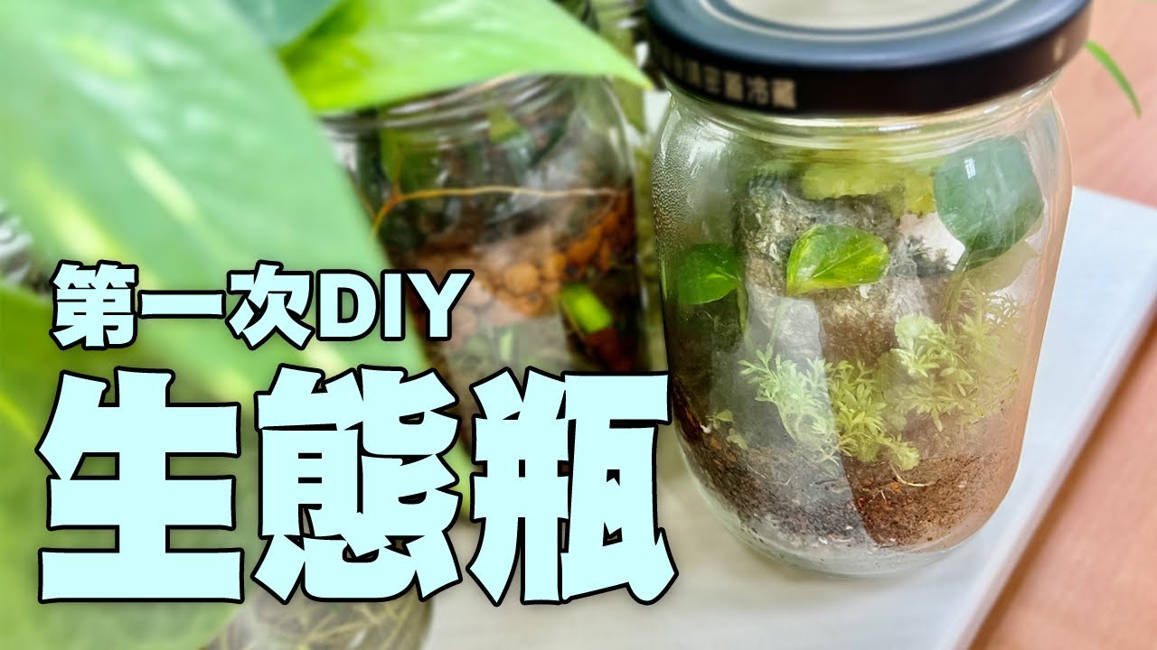 【DIY】第一次自玩生態瓶DIY