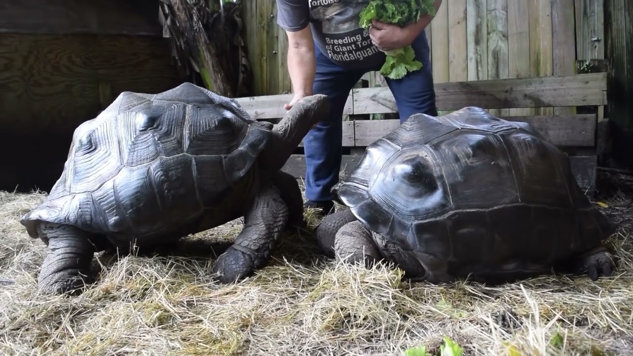 Young adult, Aldabra Tortoises, 1 Male 2 females,  to choose from or take 3 breeding soon  33 inches