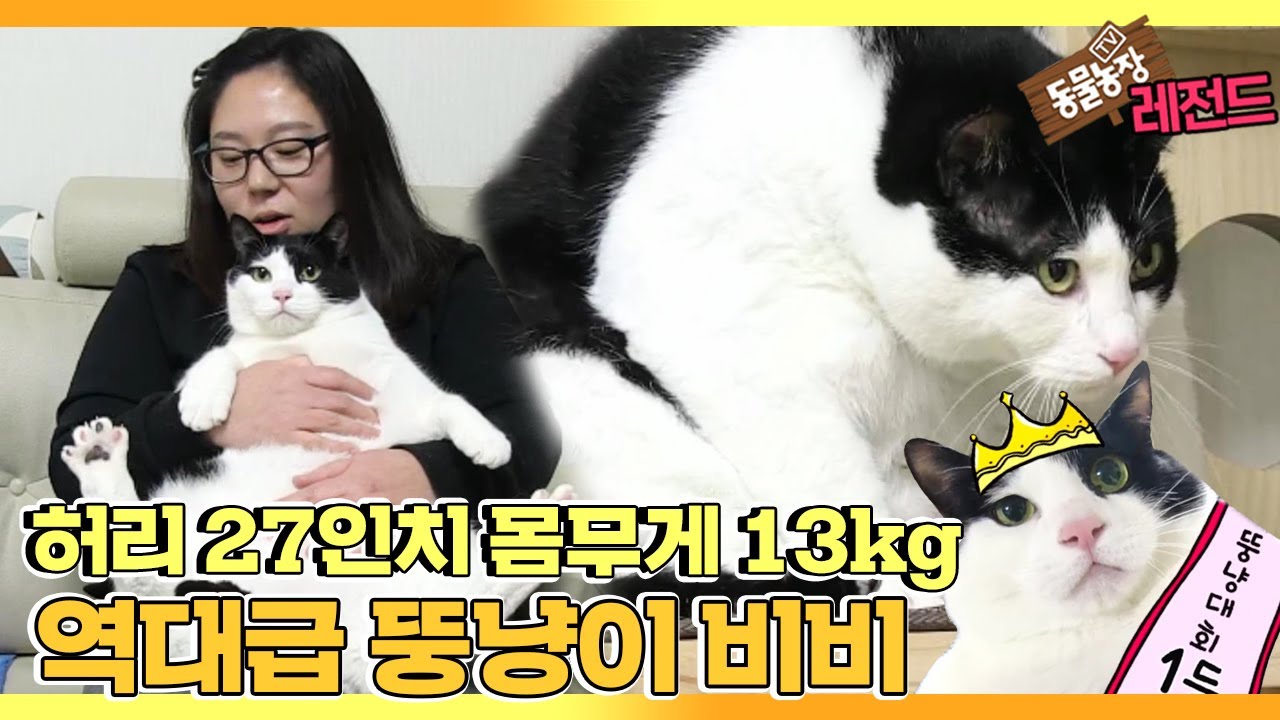 [TV 동물농장 레전드] ’역대급 뚱냥이, 13kg 비비’ 풀버전 다시보기 I TV동물농장 (Animal Farm) | SBS Story