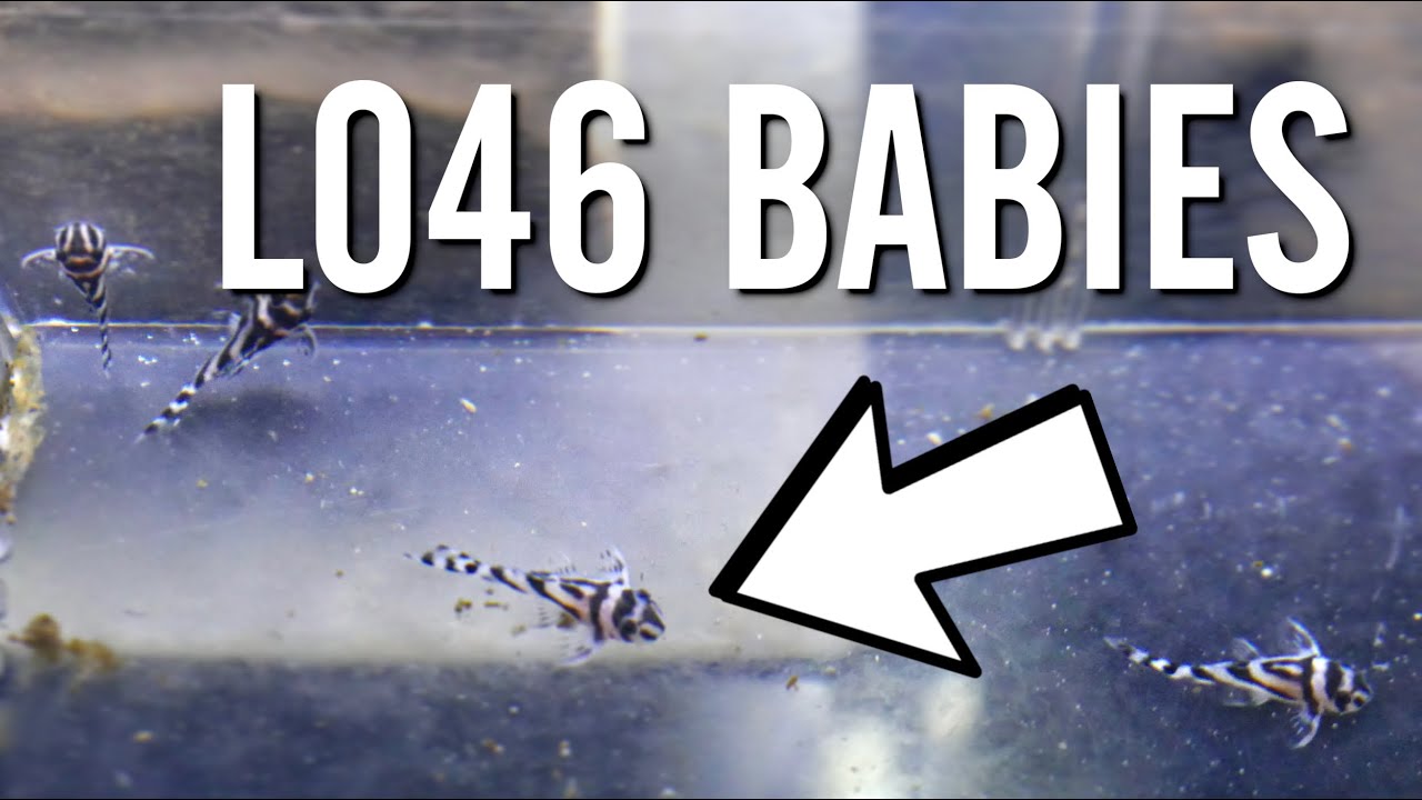 Pulling L046 Zebra Pleco Babies From a Breeding Cave 🦓