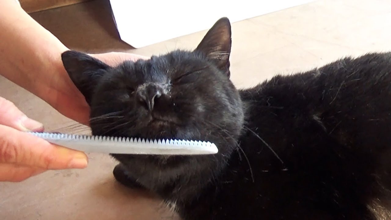 「猫の恩返し」？　迷い猫が導いたヒット商品　ねこじゃすり
