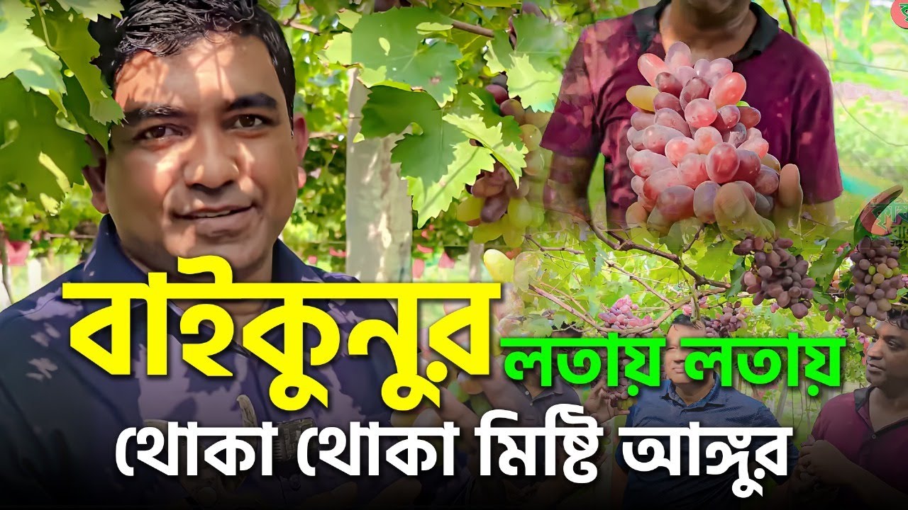 বাইকুনুর - লতায় লতায় থোকা থোকা মিষ্টি আঙ্গুর-বাংলাদেশে