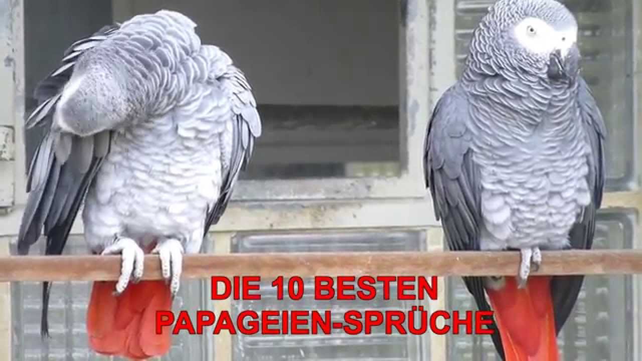 DIE ZEHN BESTEN SPRÜCHE EINES PAPAGEIEN!   SPRECHENDER  PAPAGEI IST EIN HAMMER!