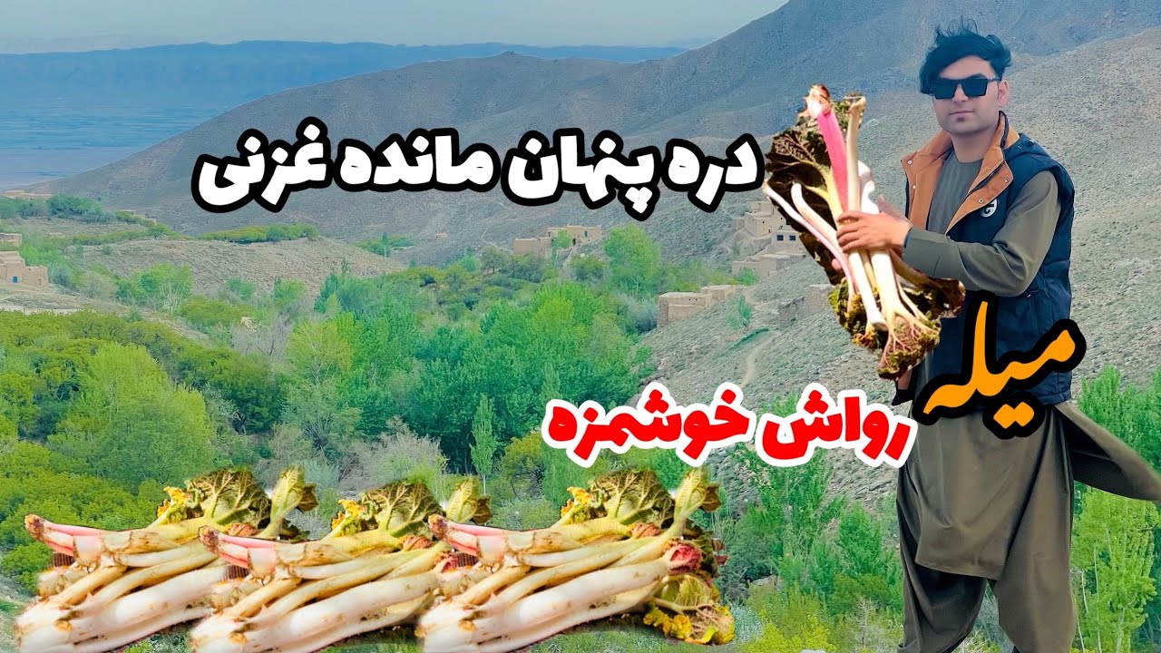 فصل برداشت رواش|سفر حبیب صالحی| به کوهستانهای غزنی جایکه بهترین رواش افغانستان پیدا می شود