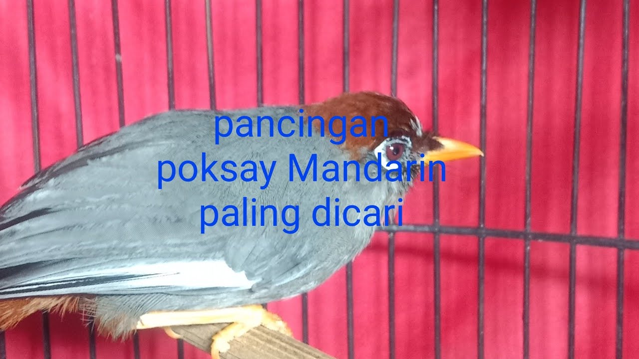 The chirping of the Chinese Hwamei is very melodic.