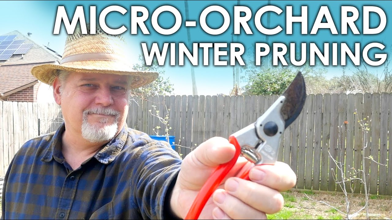 Micro-Orchard Fruit Tree Pruning || Black Gumbo