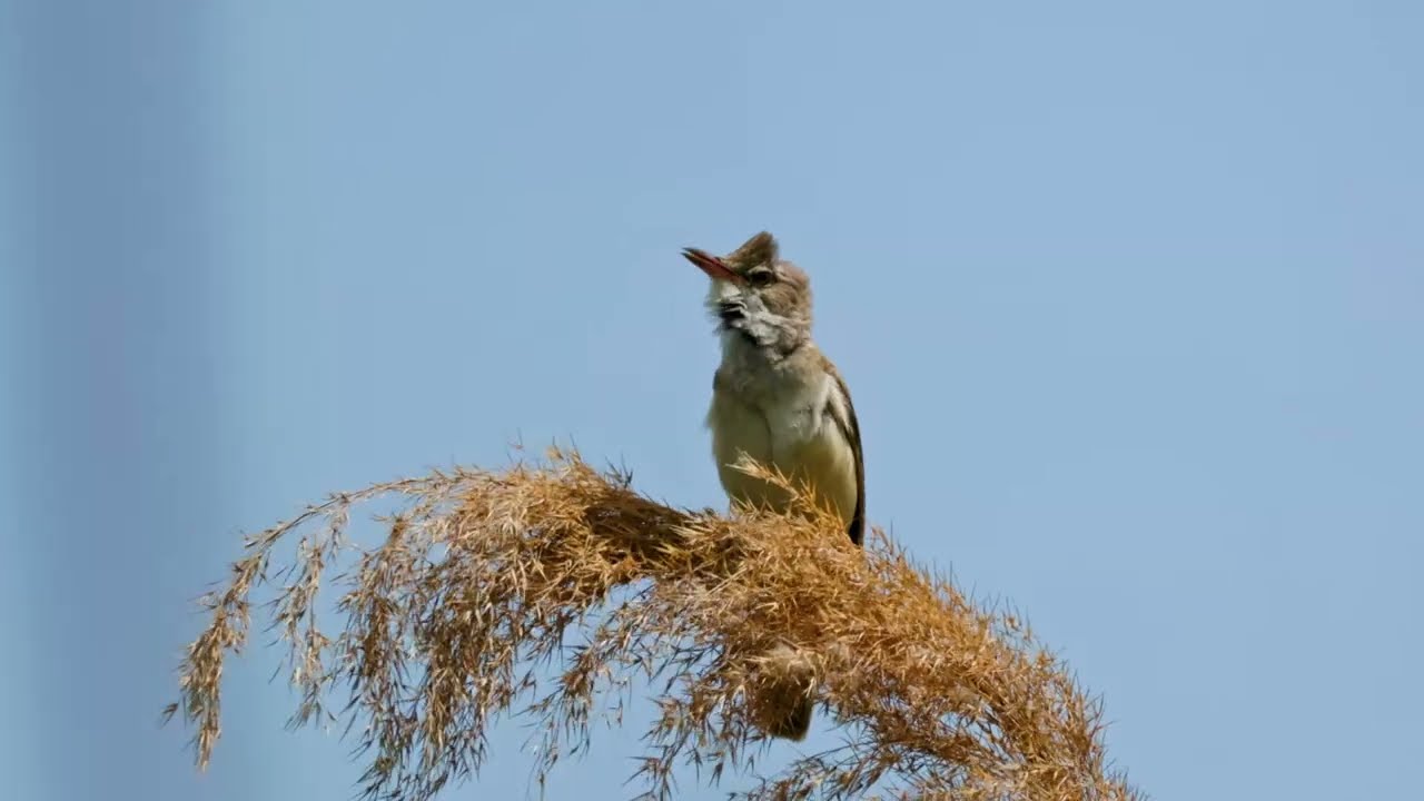 Голос Дроздовидной камышевки (Great reed warbler, Acrocephalus arundinaceus)