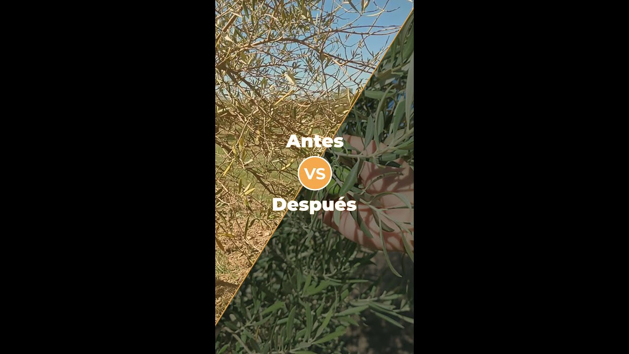 ANTES Y DESPUÉS: Olivar tradicional ecológico en secano