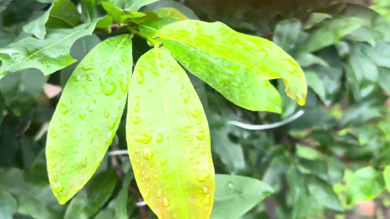 Trồng hoa Tết 2026