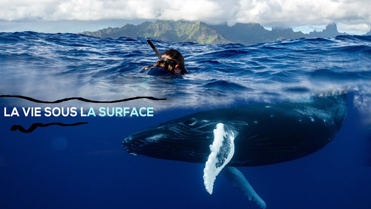 On filme la vie sous-marine à Moorea en Polynésie