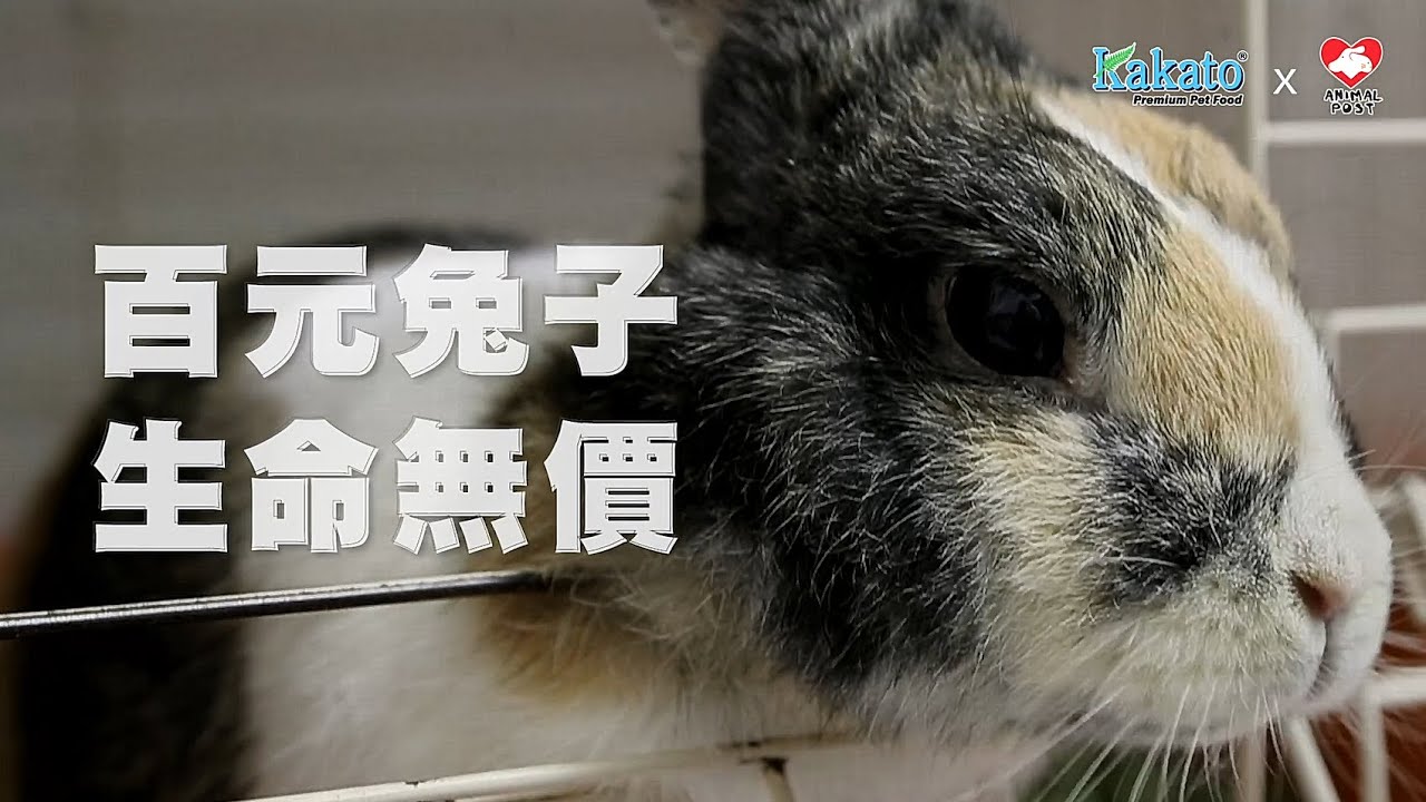 《情常在》 百元兔子 生命無價