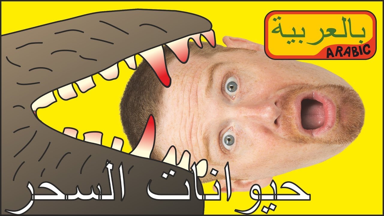 حيوانات سحرية مع ماجي وستيف | قصص بالعربية للأطفال | واو العربية