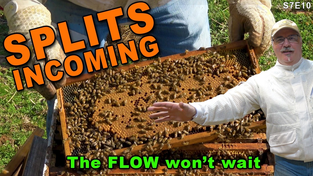 Bee Season Back on Track | Preparing for splits as the flow starts in Georgia.