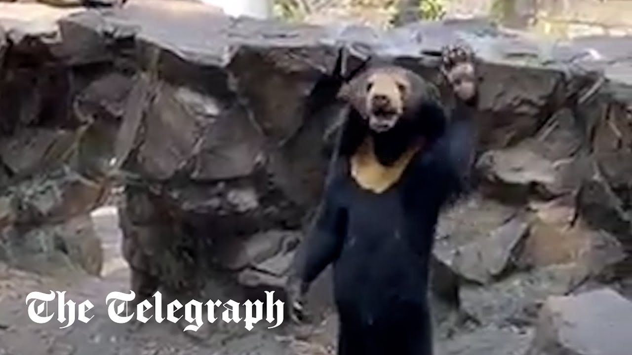 Bear claimed to be 
