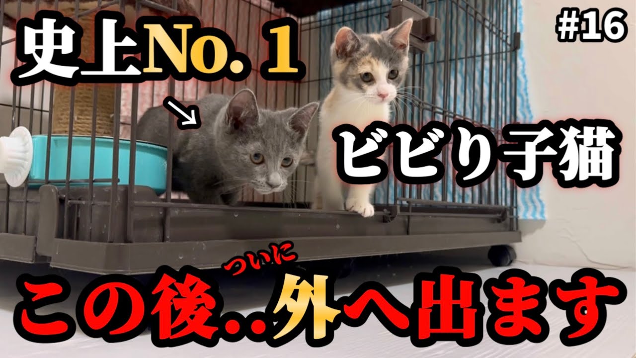 保護から30日…ずっとケージの中だった子猫がついに決断しました