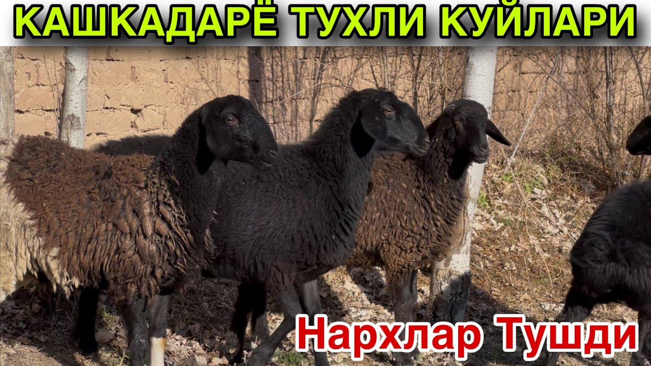 Ута Арзон Жойидан! ☎️+998 99 629 5578