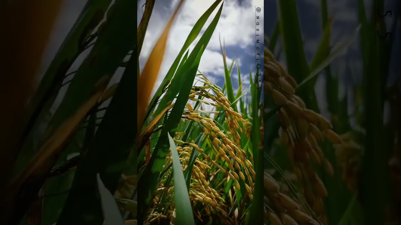🌾 #rice #farming #video #edit #whatsappstatus