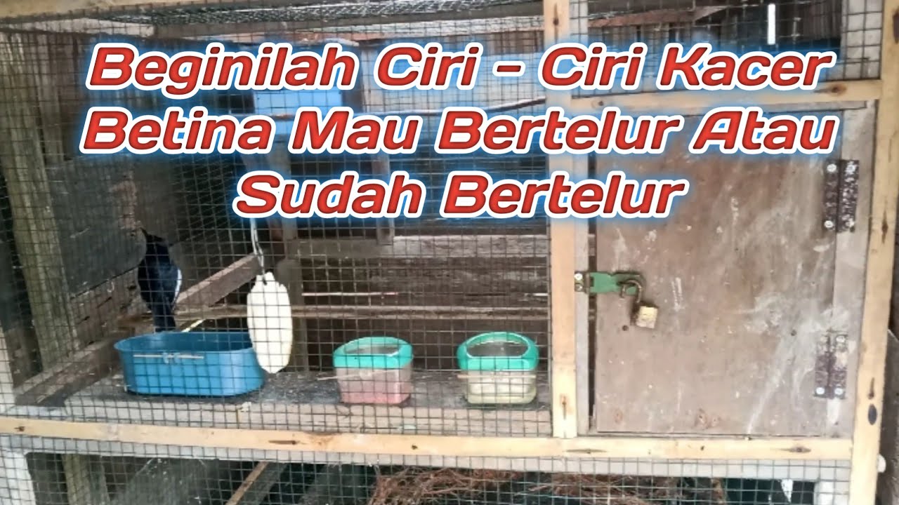 Ciri - Ciri Burung Kacer Mau Bertelur