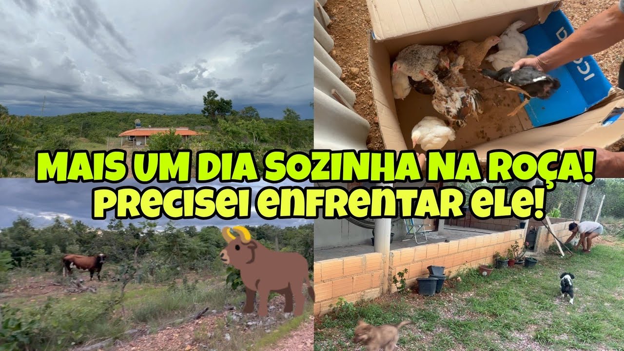 ELE PASSOU MAIS UM DIA INTEIRO NA RUA E TROUXE MAIS GALINHAS!TIVE QUE PASSAR PELO BOI😔 #fazenda 