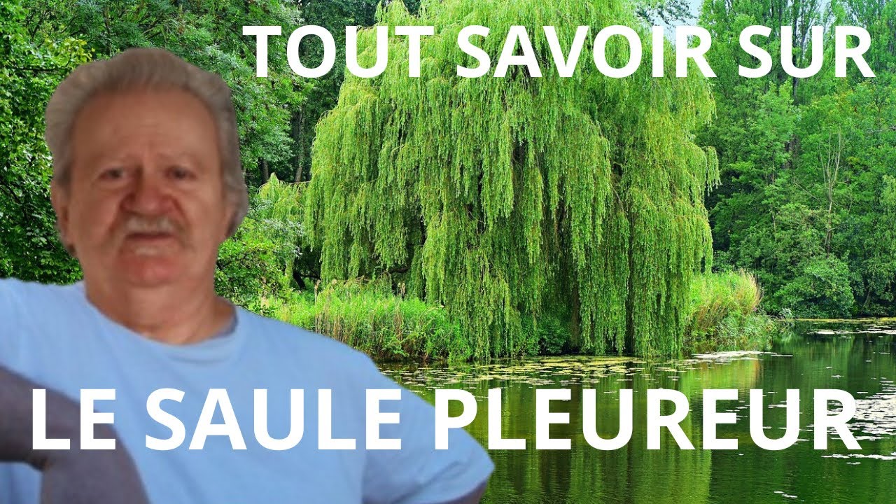Le Saule Pleureur : L&rsquo;Arbre Magique qui Gu&eacute;rit, Apaise et Prot&egrave;ge &mdash; Tout Savoir en quelques Minutes