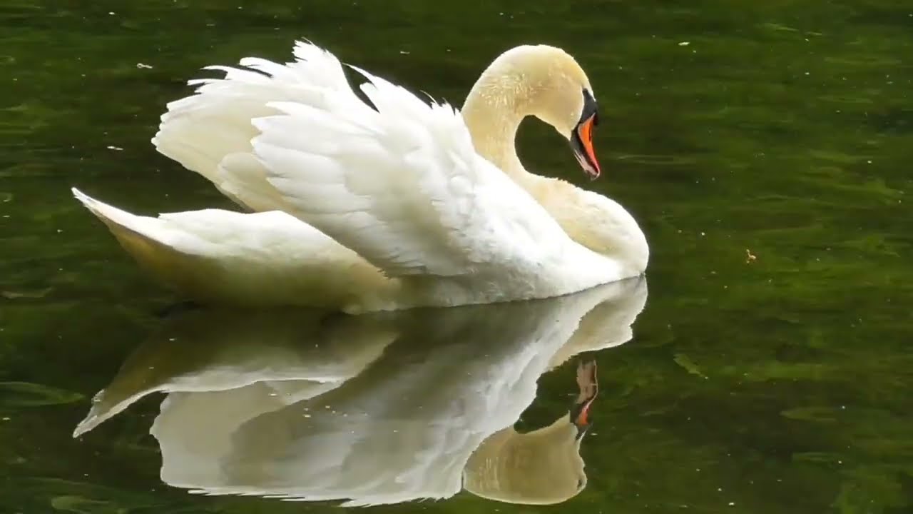 백조