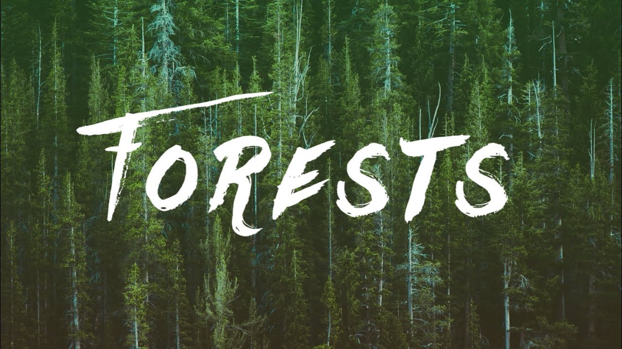 HD Forests - Relaxing Nature Views From the Sky