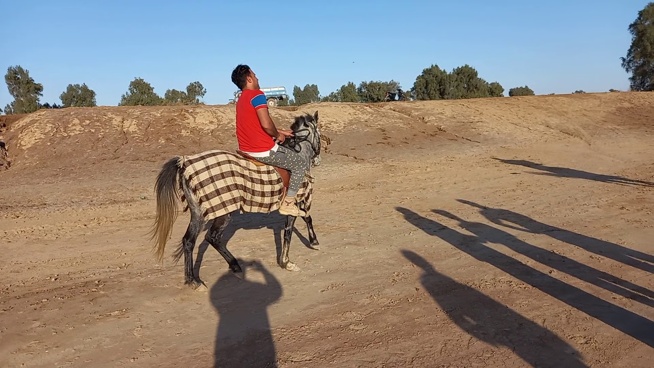 ركب الخيول العربيه الاصيله محافظه ميسان علي الغربي