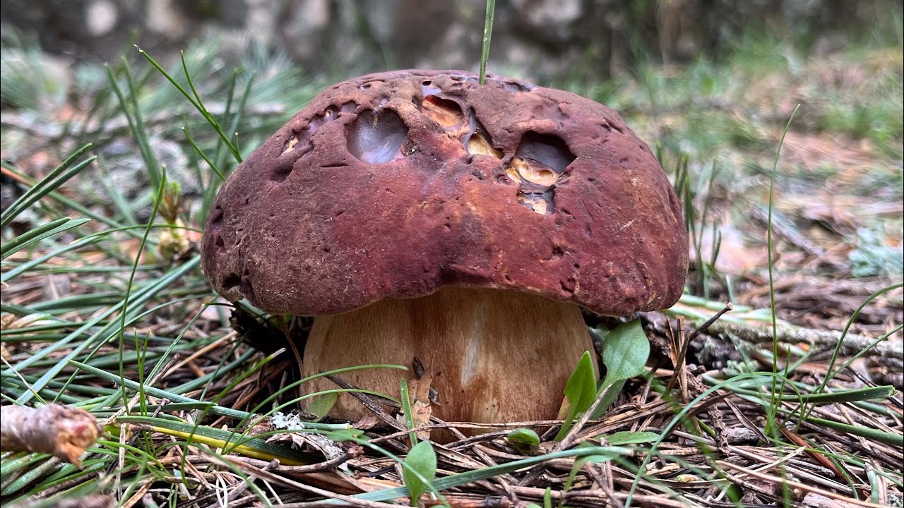 BOLETUS PINICOLA DE CALIDAD🌲Alta Montaña, Finales de Junio 2023 (Video 4K)