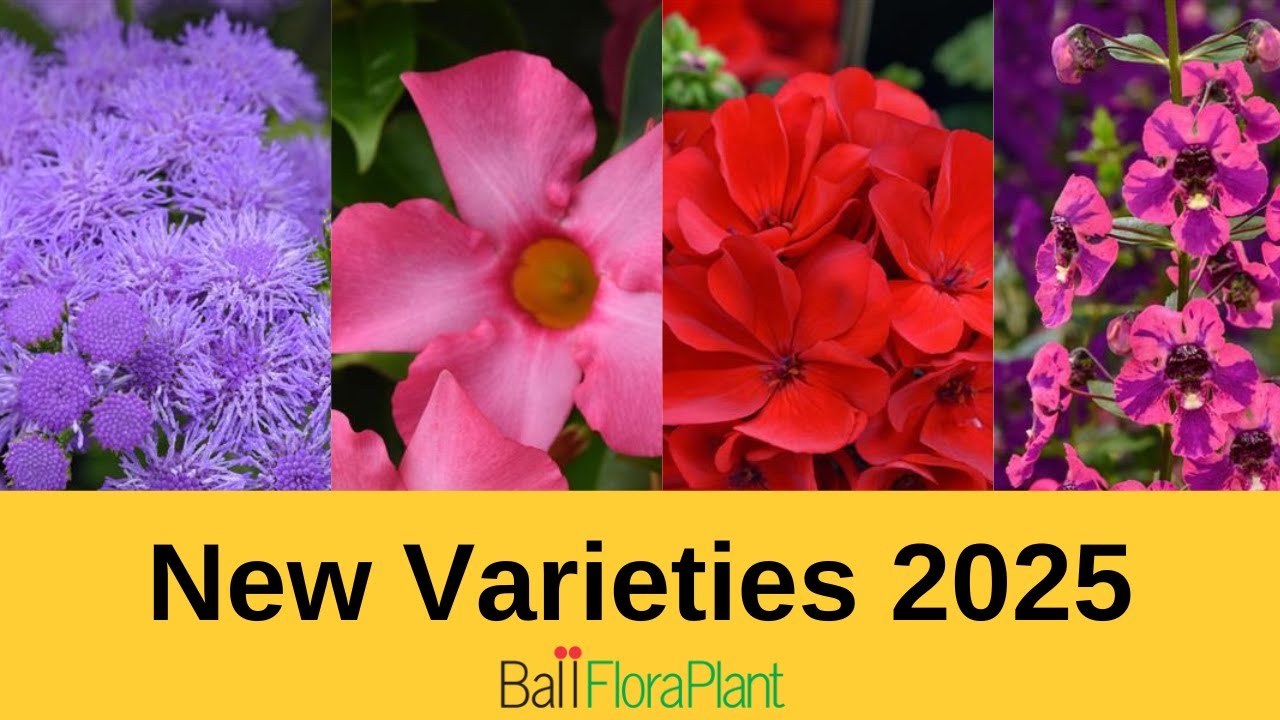 New from Ball FloraPlant 2025 | Ball Customer Days