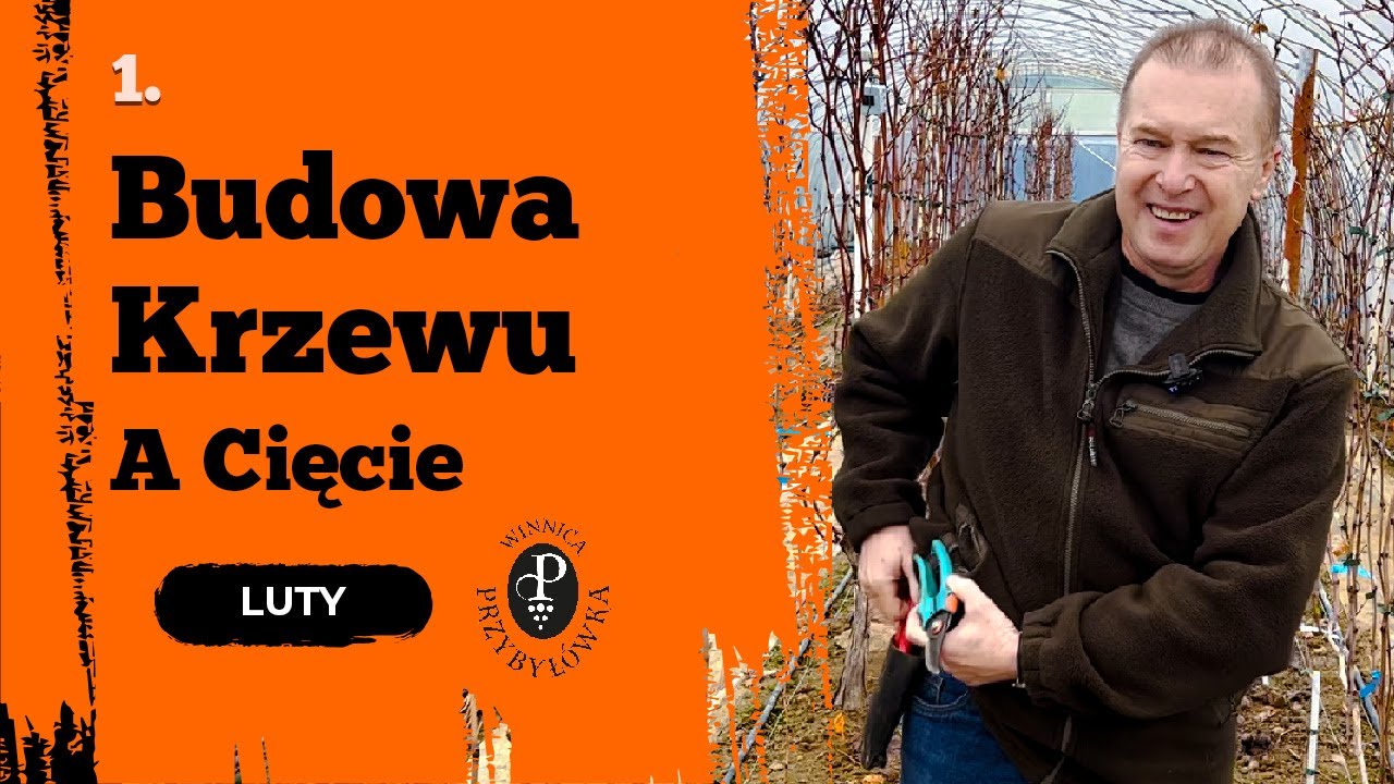 Jak jest zbudowany krzew, czyli co musisz wiedzieć zanim wykonasz cięcie.