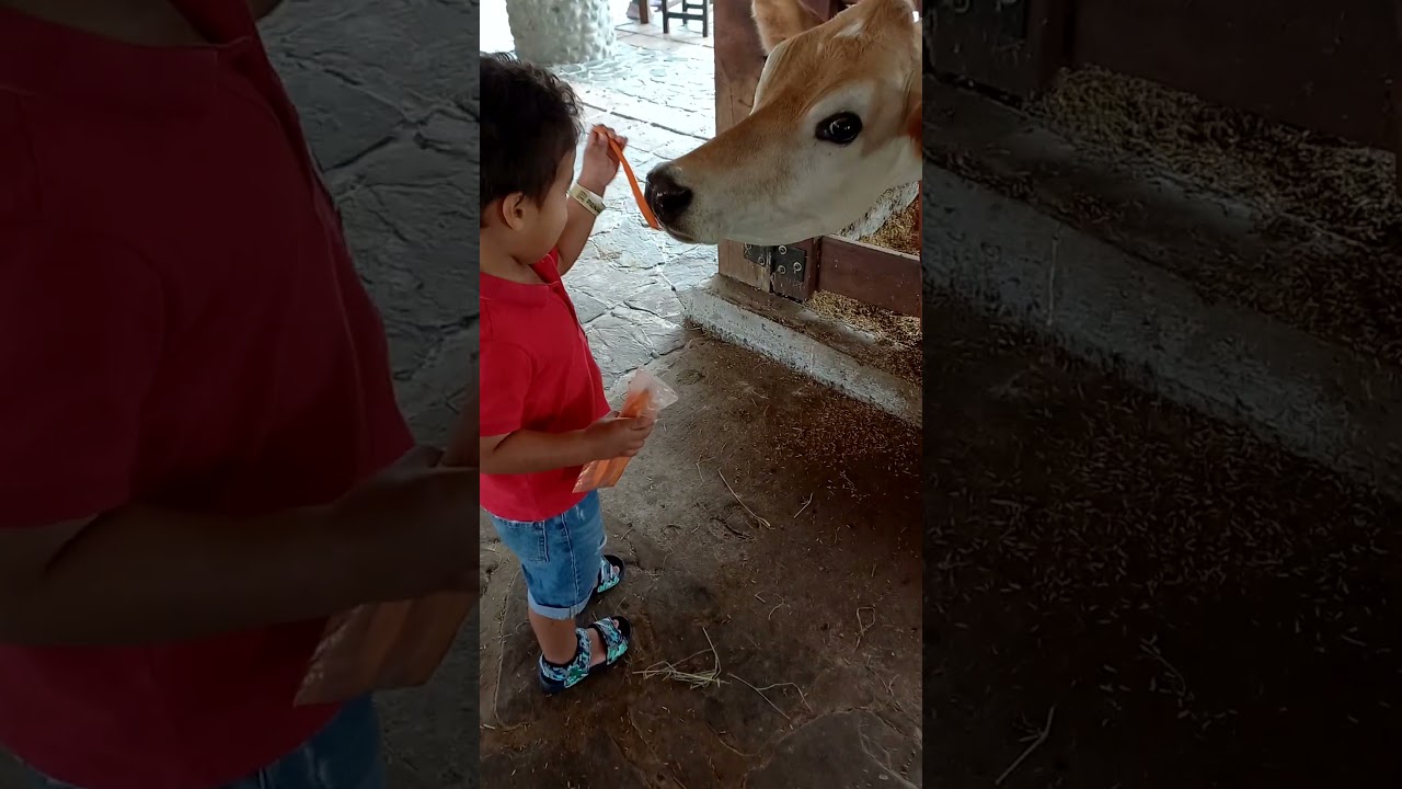 Peque&ntilde;os Ganaderos #cow #campo #horse #vacas #caballos #farming #farm #farmer #jersey #holstein