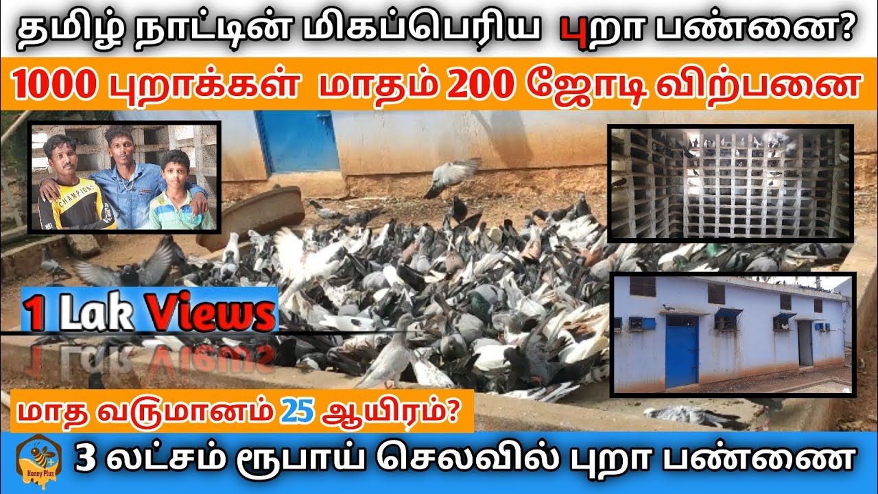 🕊தமிழ் நாட்டின் மிகப்பெரிய  புறா பண்னை?|3லட்சம் ரூபாய் செலவில் புறா பண்ணை÷[°•°🐝➕°•°] ÷{Series 30}°°°