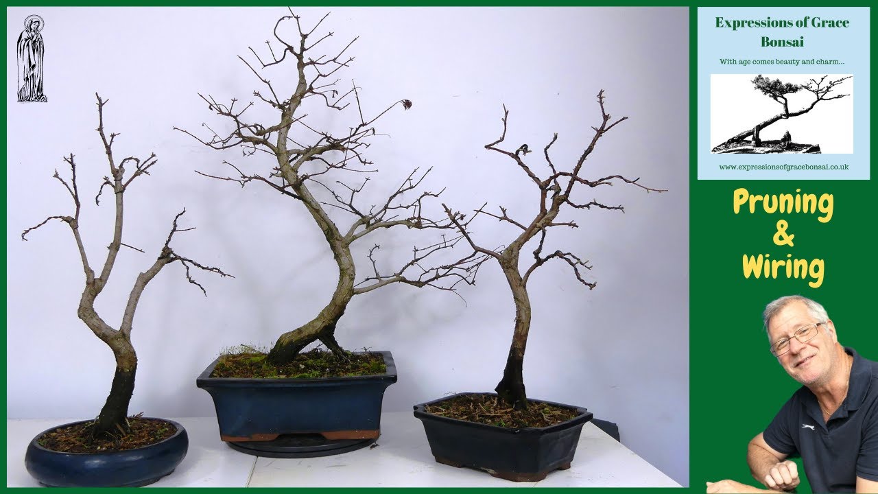 Spring into Action with Easy Dawn Redwood Bonsai Pruning!